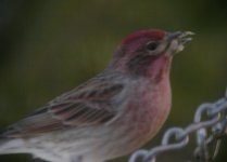 Cassin's Finch (male).jpg