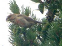 Crossbill2 aa.JPG