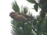 Crossbill3 aa.JPG