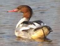 CopyGoosander.jpg