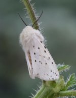 Ermine White 5721t.jpg