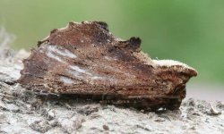 Coxcomb Prominent 5701t.jpg