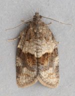 Tortrix 5728t.jpg