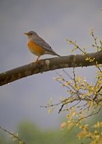 DSCN0674 gb thrush bf.jpg