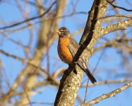 american robin.jpg