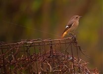 DSCN0922 d redstart bf.jpg