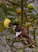 DSCN0955cr-bulbul guava bf.jpg