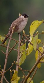 DSCN0928 sh bulbul 1 bf.jpg