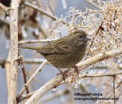 dark rumped rosefinch fem.jpg