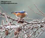 nuthatch 700.jpg