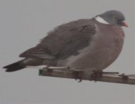 GSO-Pigeon.jpg