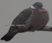 GSO-pigeon2.jpg