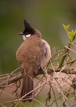 DSCN0725 crested bulbul bf.jpg