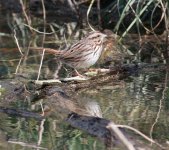 Song Sparrow_0095.jpg