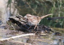 Song Sparrow_0110.jpg