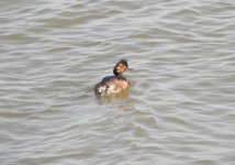 Black-necked Grebe 126.jpg