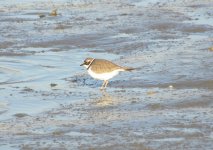 Little-ringed Plover 671.jpg