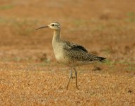 Little Whimbrel.jpg