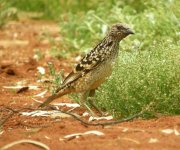 Western Bowerbird.jpg