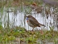 IMG_3192_Bluethroat.jpg