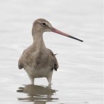 bt godwit GF1 nik500mm_1060608.jpg