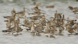 eurasian curlews GF1 c_1060659.jpg