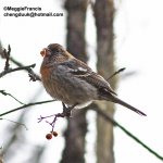 3 banded female 700.jpg