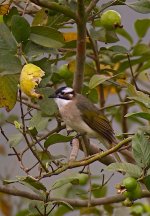 DSCN0959 chinese bulbul guava bf.jpg