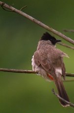 DSCN0991 sh bulbul 2 bf.jpg