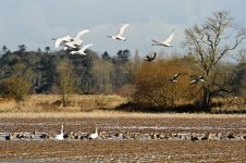 Myroe-Whoopers1.jpg