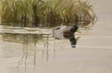 mallard reflect8.jpg