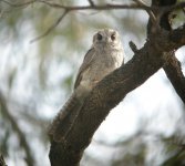 Australian Owlet-nightjar.jpg