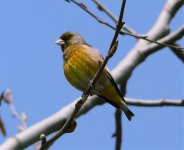 China Beidaihe Grey-capped Greenfinchpse.jpg