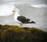 Kelp Gull.jpg