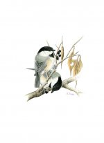 bc chickadee reduced.jpg