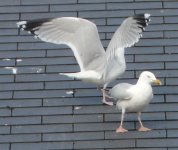 herringgulls 102.jpg