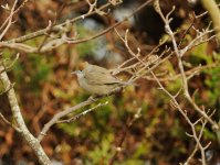 Blackcap1.jpg