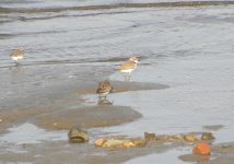 Dunlin and Kentish Plover 2.jpg