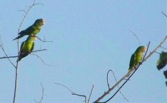 orange-fronted parakeet 2.jpg