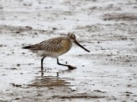 IMG_0176_Bar-tailed Godwit.jpg