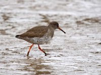 IMG_0194_Redshank.jpg