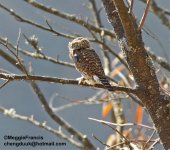 collared owlet.jpg