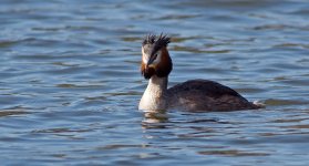 gcGrebe_210310g.jpg