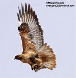 upland buzzard.jpg