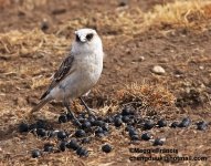 white rumped snowfinch.jpg