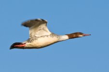 female goosander.jpg