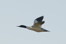 male goosander.jpg