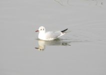 Black-headed Gull.jpg