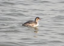 Black-necked Grebe.jpg