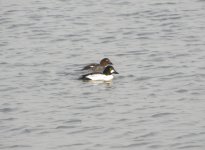 Common Goldeneye.jpg